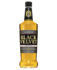 Black Velvet  3YO